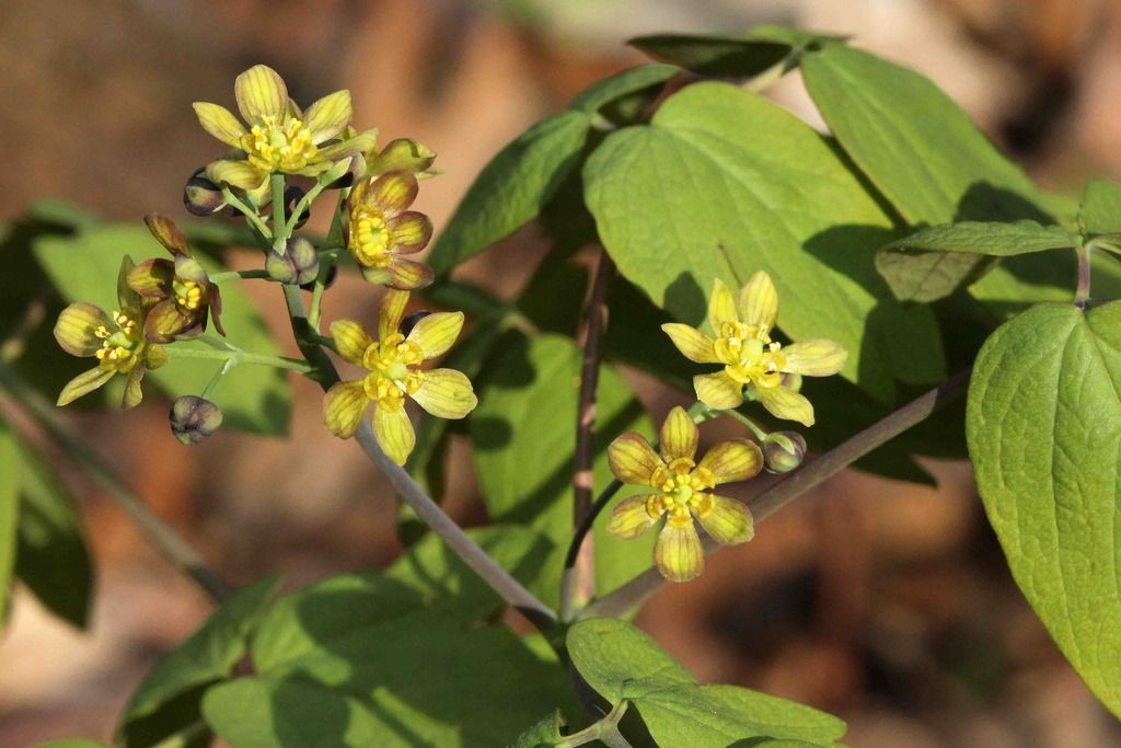 Blue cohosh flowers 3 photo IMG_7406_edited-1_zpsnh0qpirg.jpg