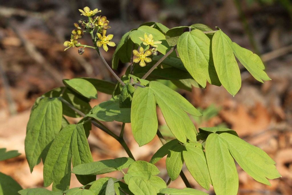 Blue cohosh flowers 2 photo IMG_7407_edited-1_zpskhaz0mm5.jpg