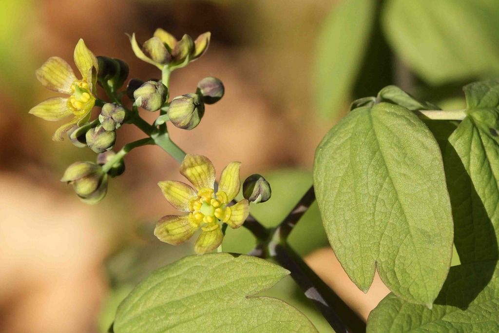 Blue cohosh flowers photo IMG_7449_edited-1_zpsckjev0wg.jpg