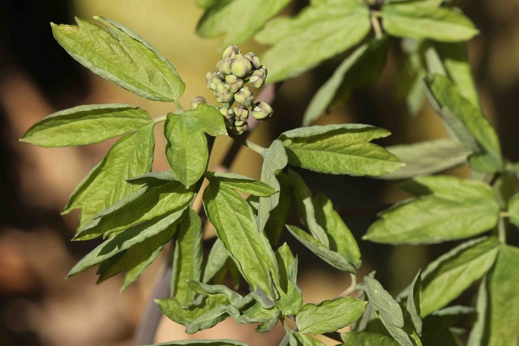 Blue cohosh buds swelling, leaves unfolding photo IMG_7456_edited-1_zpsppvxdgzy.jpg