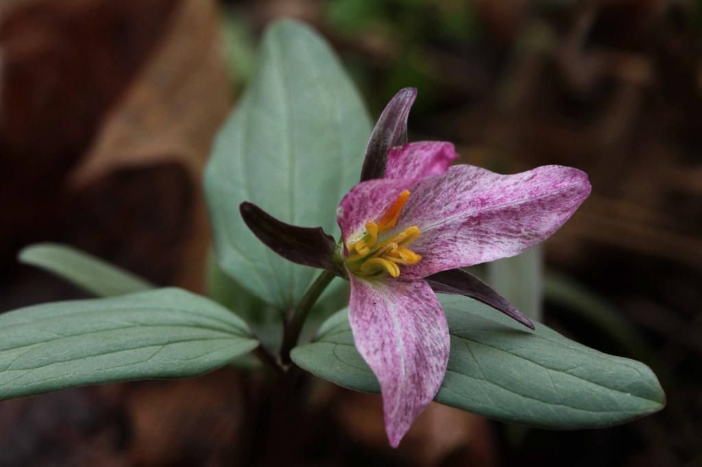 Pink snow trillium flower photo IMG_7524_edited-2_zps5db27cb0.jpg