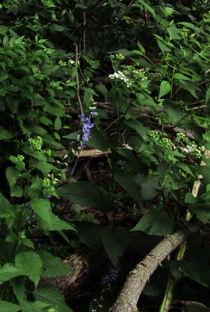 American bellflower with white snakeroot photo IMG_7750cropped_zpso2g4yvcy.jpg