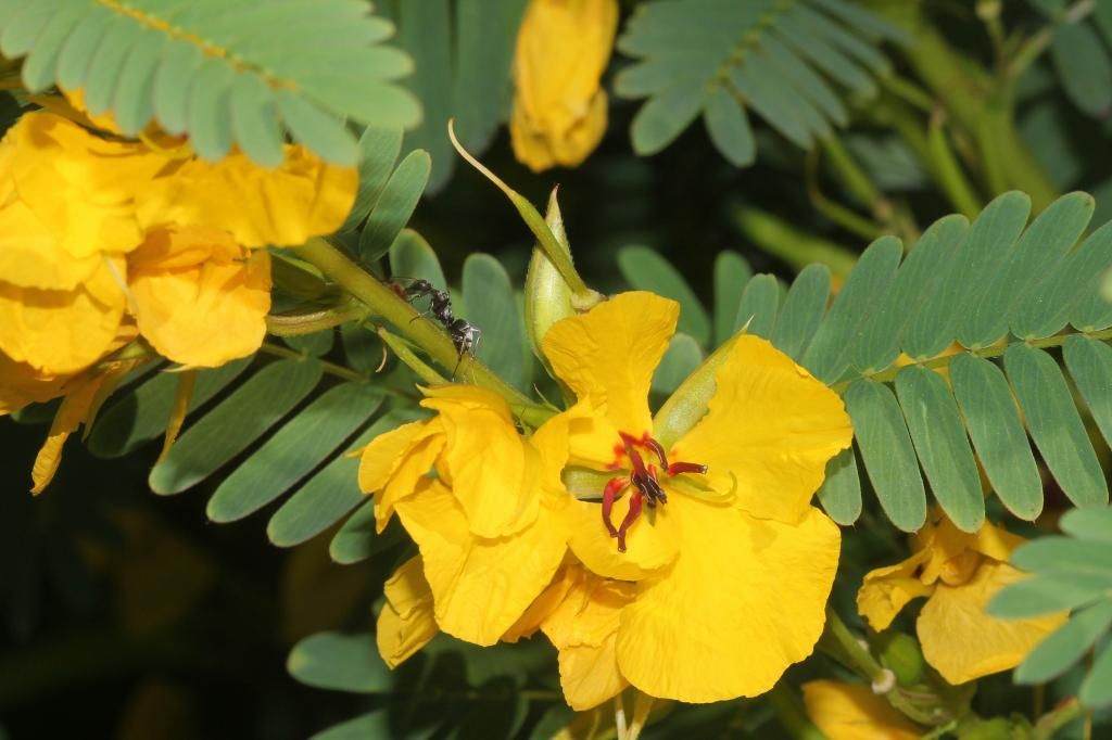 Partridge pea flowers and foliage photo IMG_8073_edited-1_zps78808594.jpg