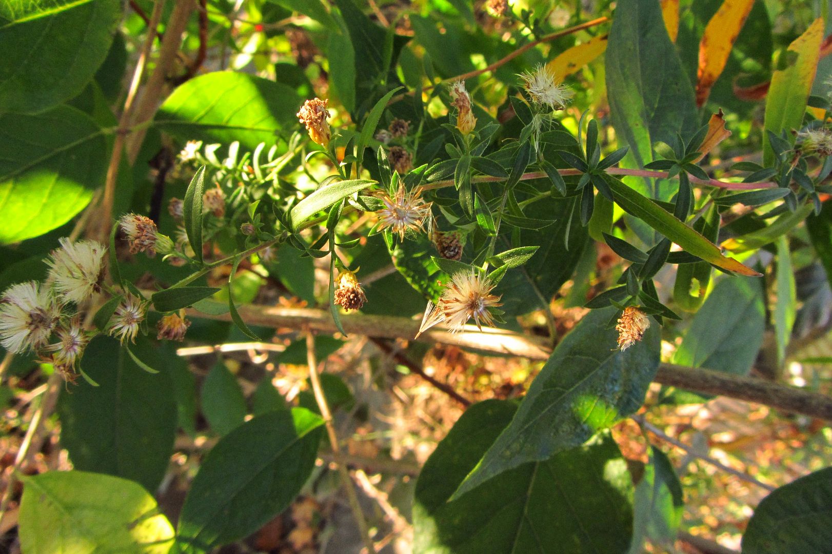 Calico aster gone to seed photo IMG_8819_zps85zrfyq2.jpg