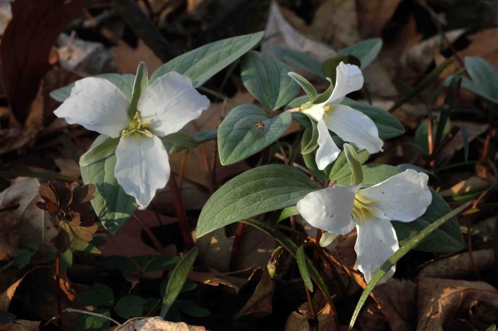 Snow trillium flowers photo IMG_9176_edited-3_zpsdb0dbdb3.jpg