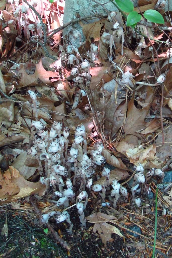 Indian Pipe wildflowers (3) photo IndianPipe2_zps731ee62f.jpg