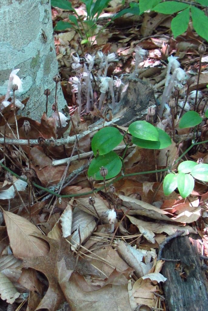 Indian Pipe wildflowers (2) photo IndianPipe3_zps24167a09.jpg