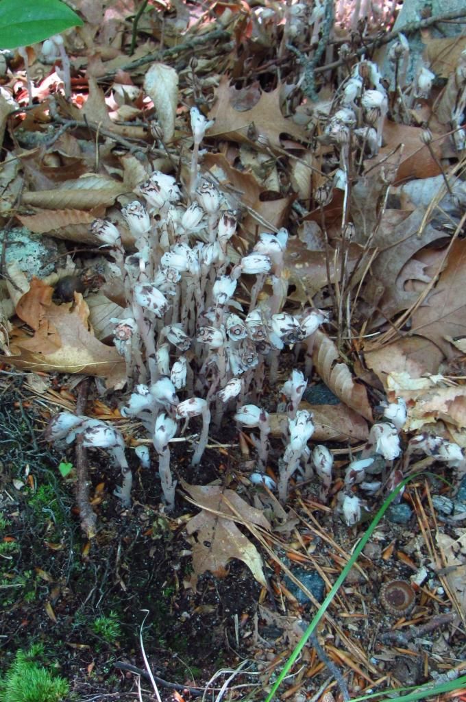 Indian Pipe wildflowers (1) photo IndianPipe4_zps5f305bfc.jpg