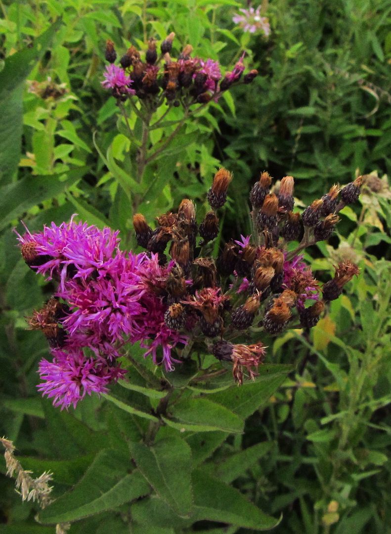  photo Ironweed1_zpsrlmobq8s.jpg