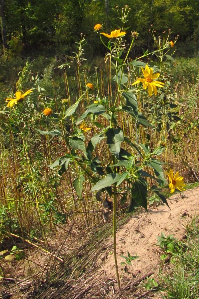 Jerusalem artichoke 1 photo Jerusalemartichoke1_zps3f518d9c.jpg