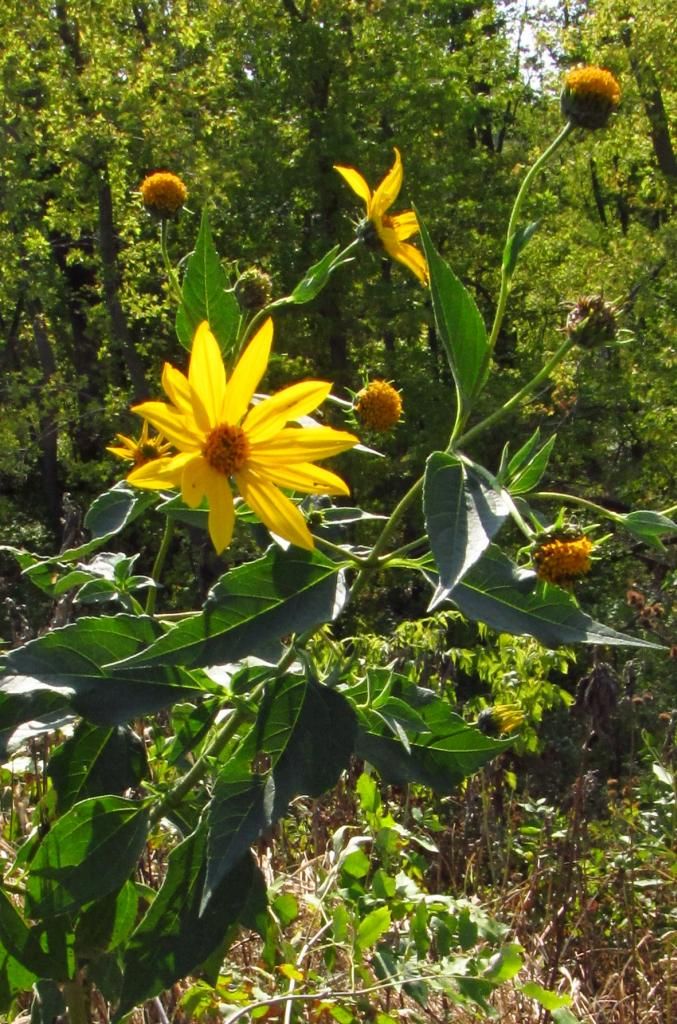 Jerusalem artichoke 5 photo Jerusalemartichoke2_zps1978c05e.jpg