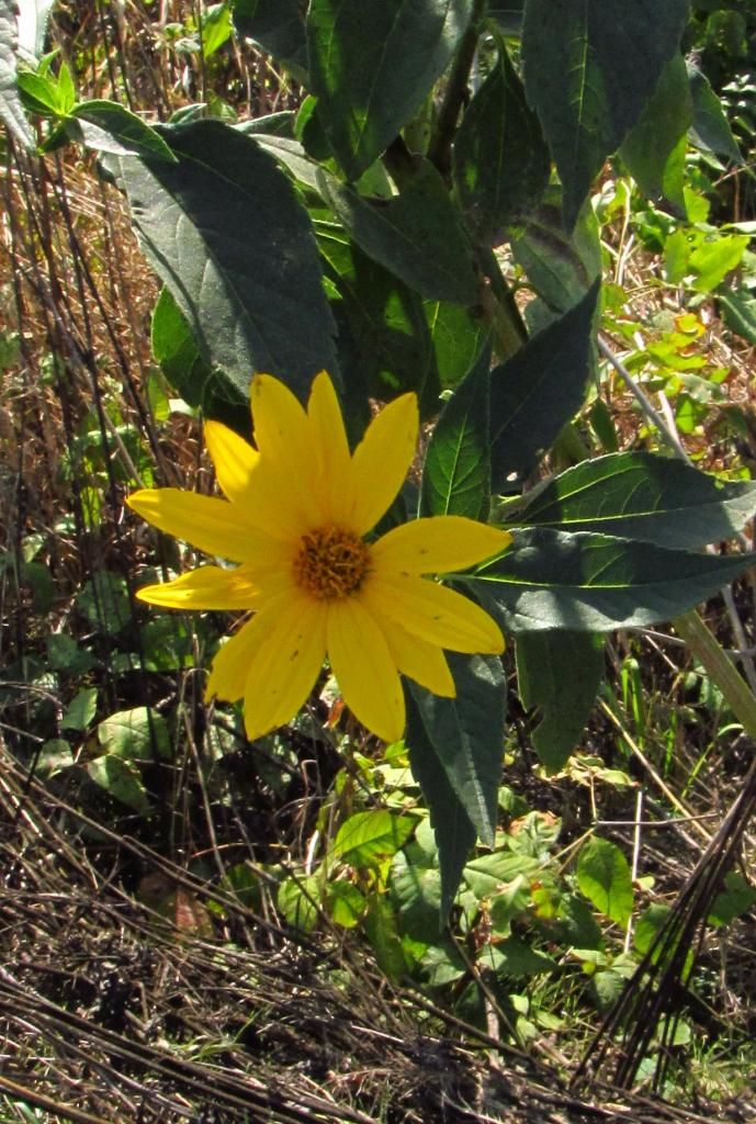 Jerusalem artichoke 4 photo Jerusalemartichoke3_zpsfed5b740.jpg