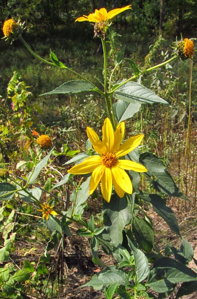 Jerusalem artichoke 3 photo Jerusalemartichoke4_zps44fbec7a.jpg