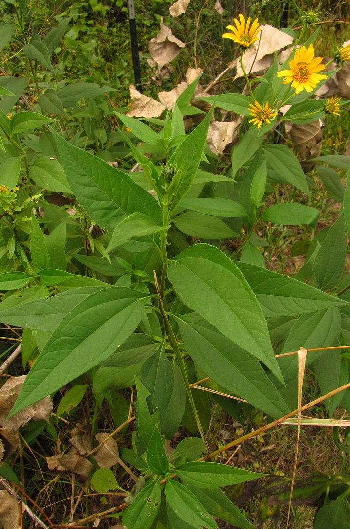 Iowa wildflower Wednesday Jerusalem artichoke Bleeding Heartland