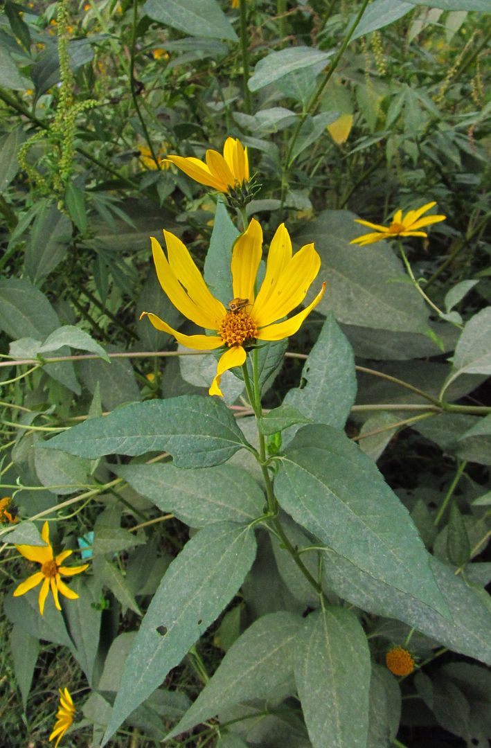 Jerusalem artichoke petals dropping photo Jerusalemartichokepetalsdropping_zpsn6pnsf29.jpg