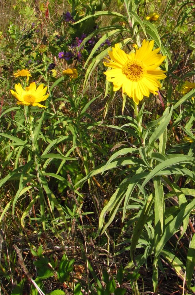 Maximilian sunflower 2 photo Maximilian2_zps3b19acfa.jpg