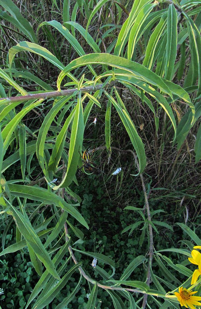 Maximilian sunflower leaves photo Maximilianleaves_zpssevbrdig.jpg