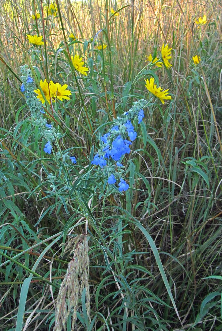 Maximilian sunflowers with pitcher sage photo Maximilianpitchersage2_zpsurbjtkvq.jpg