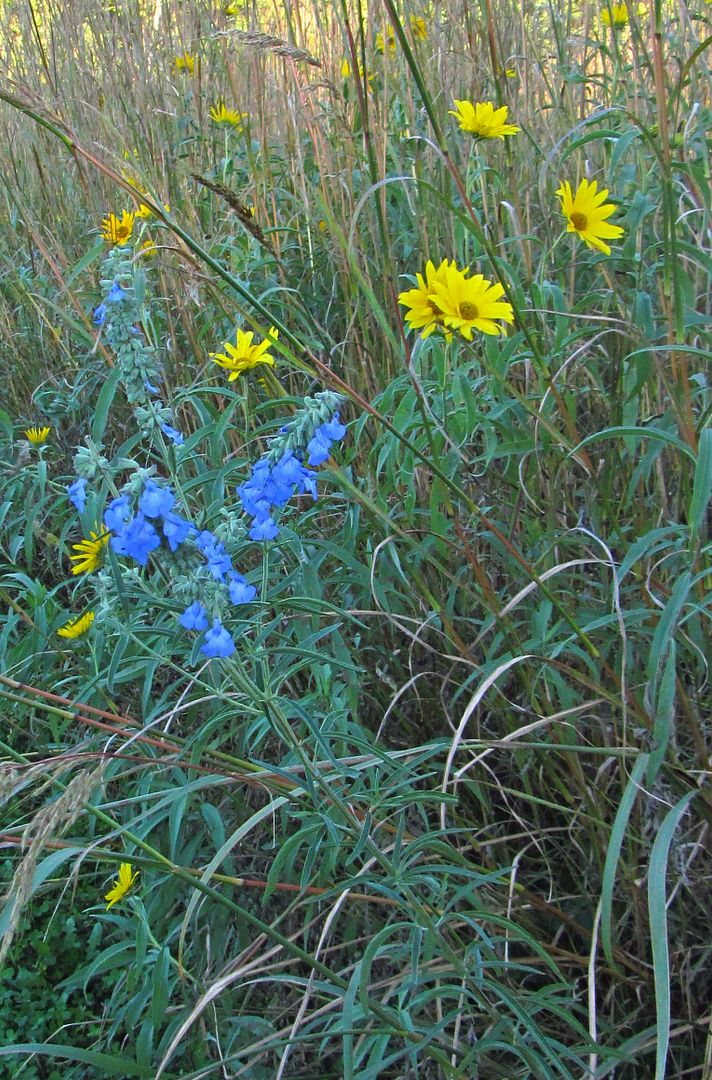 Pitcher sage with Maximilian sunflowers photo Maximilianpitchersage3_zpsjgk05vof.jpg