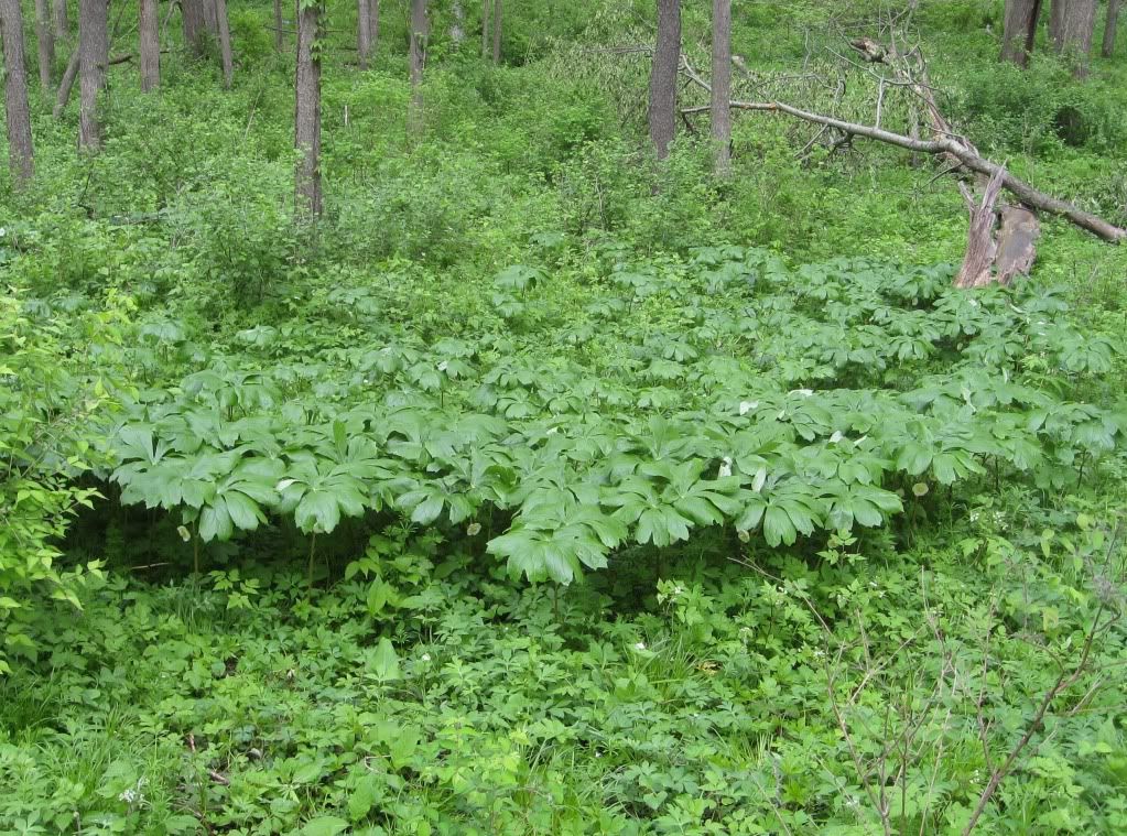 colony of May apples, Large colony of May apples (umbrella plants) blooming in central Iowa, April 2012