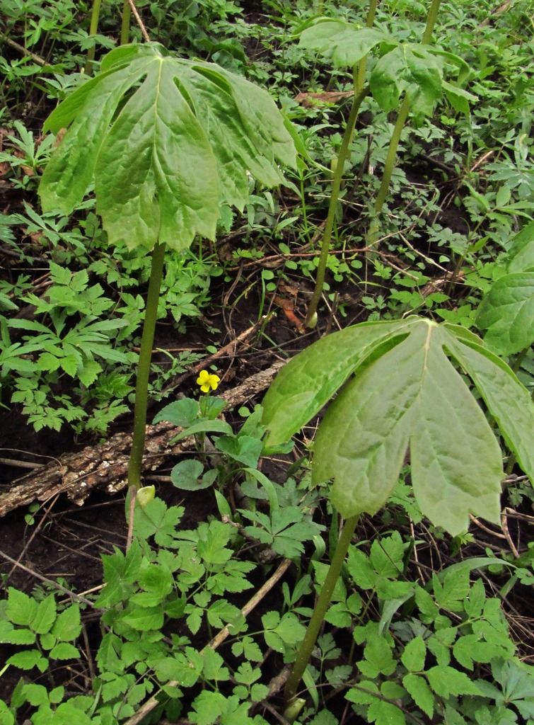 Umbrella plants with Downy yellow violet photo Mayapplesyellowviolet_zpsgyyq4jl6.jpg