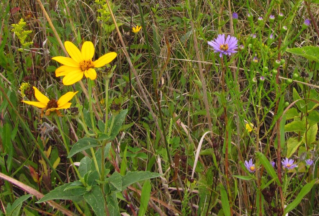 Ox eye with New England aster photo NewEnglandAsteroxeye_zpsy8o7k7gq.jpg