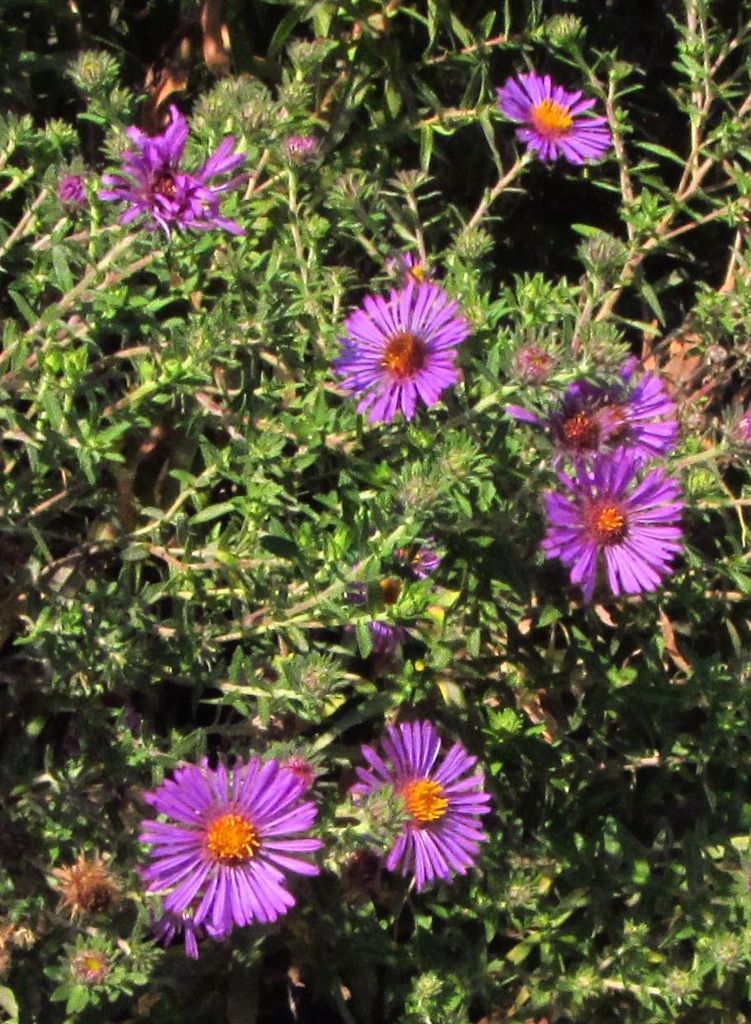 New England aster photo NewEnglandasterpink_zpsnxxttfca.jpg