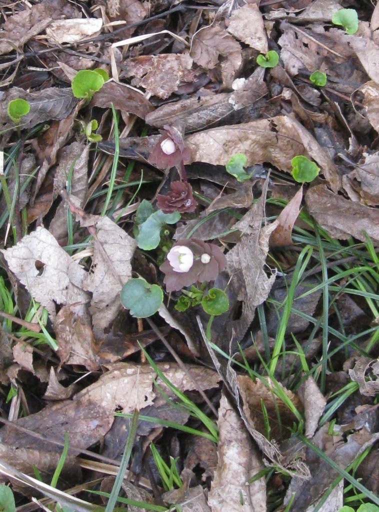 Rue anemone (1) photo RueAnemone2_zpsb05cb29f.jpg