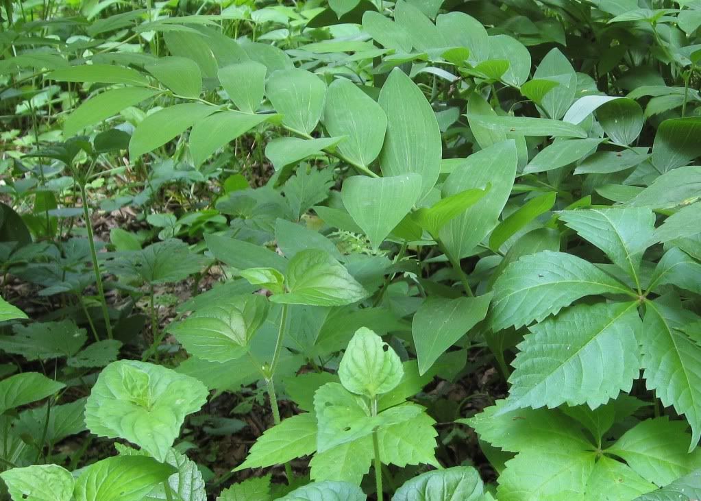 Solomon's seal with buds, Solomon's seal growing in central Iowa, May 2012