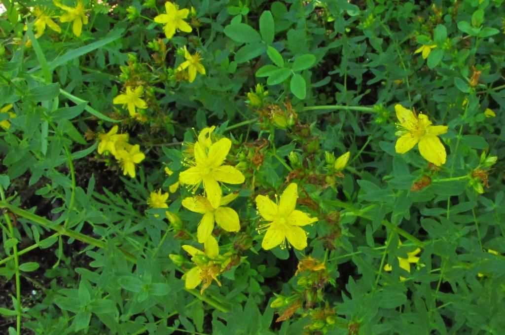 cluster of St. John's Wort photo StJohnsWort11_zps05091ed5.jpg