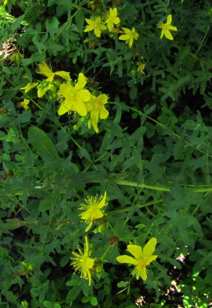 St. John's Wort 3 photo StJohnsWort13_zpsf9746d32.jpg