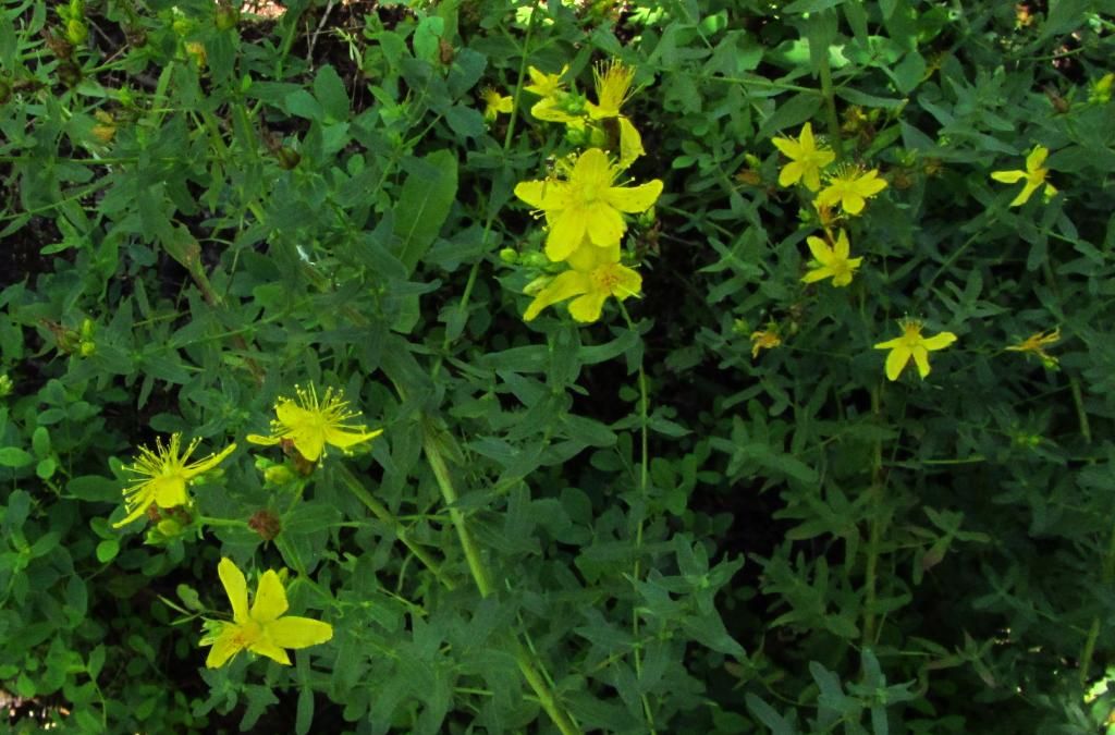 more St. John's Wort photo StJohnsWort14_zps47144a47.jpg