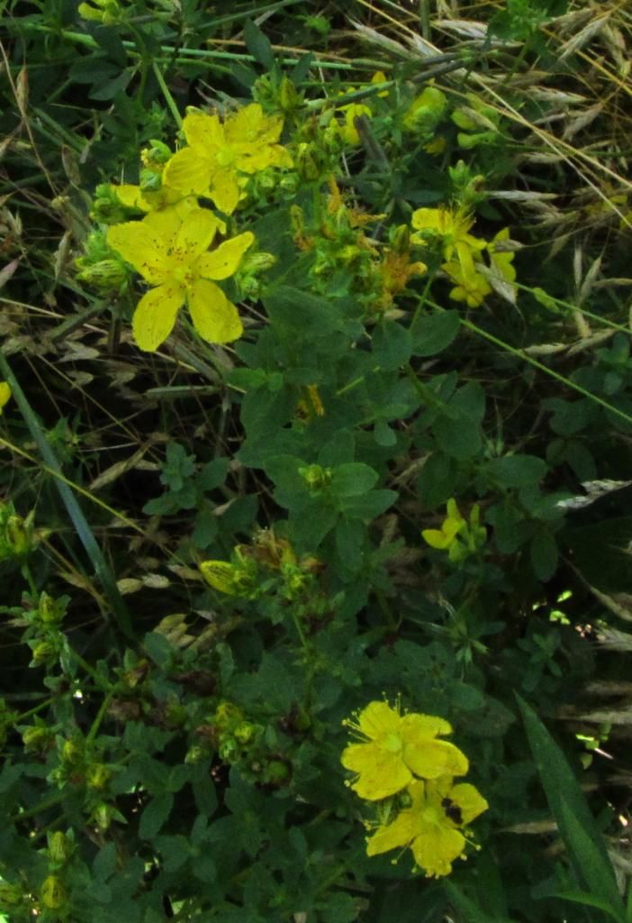 Common St. John's Wort photo StJohnsWort1_zps3e0aa6e0.jpg