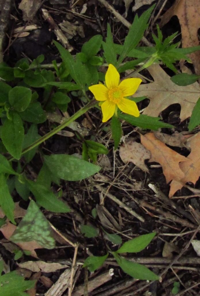 Swamp buttercup pointed petals photo Swampbuttercupclose4_zps4195b1e8.jpg