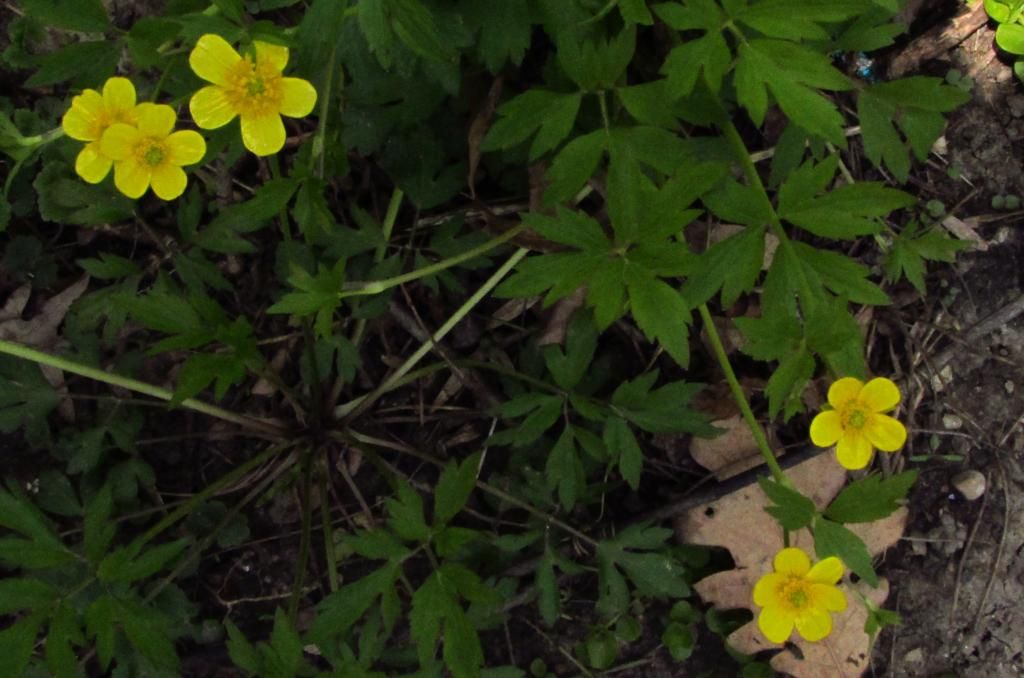 Swamp buttercup cluster photo Swampbuttercupcluster_zps06c311b7.jpg