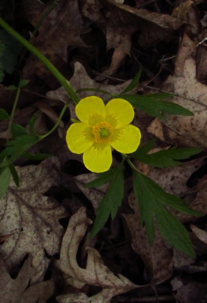 Swamp buttercup rounded petals photo Swampbuttercupextraclose2_zpsc37f038c.jpg