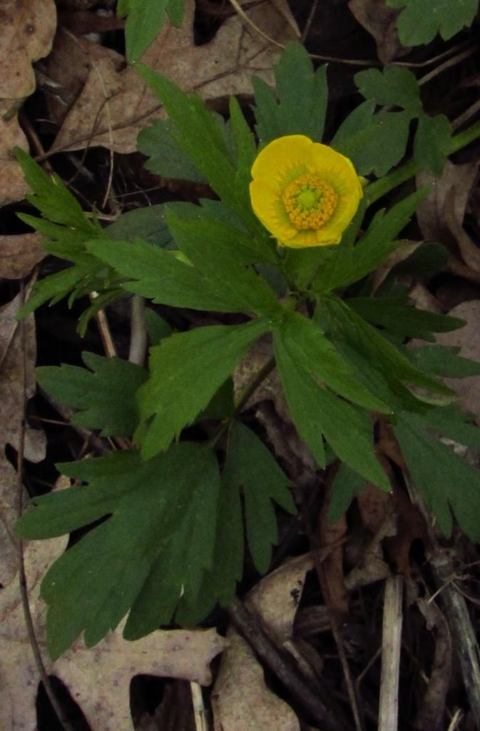 Swamp buttercup opening photo Swampbuttercupopening3_zpsef2217c6.jpg