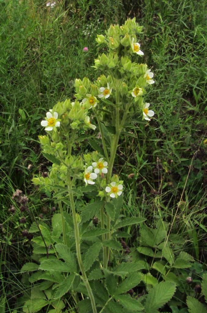 Tall cinquefoil 2 photo Tallcinquefoil3_zpsea2ea80b.jpg