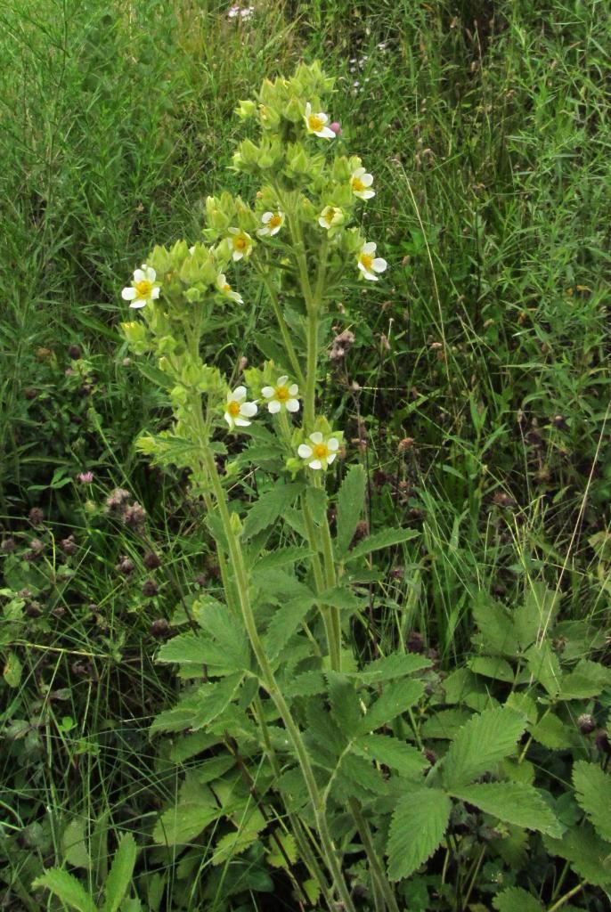 Tall cinquefoil 1 photo Tallcinquefoil4_zps4b908af1.jpg