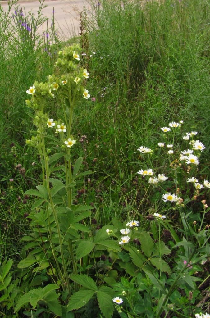 Tall cinquefoil daisy fleabane photo TallcinquefoilDaisyfleabane2_zps0887fa2e.jpg