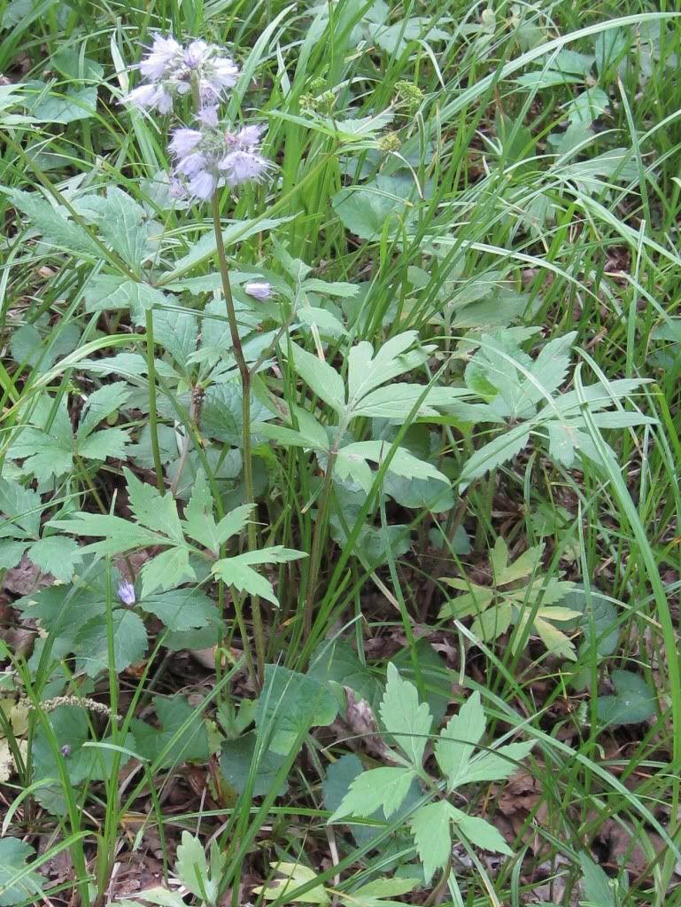 Virginia waterleaf close-up, Close-up view of Virginia waterleaf blooming in central Iowa, May 2012