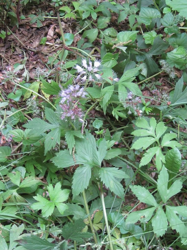 Virginiawaterleafcrop, Virginia waterleaf near the end of the flowering phase in central Iowa, May 2012