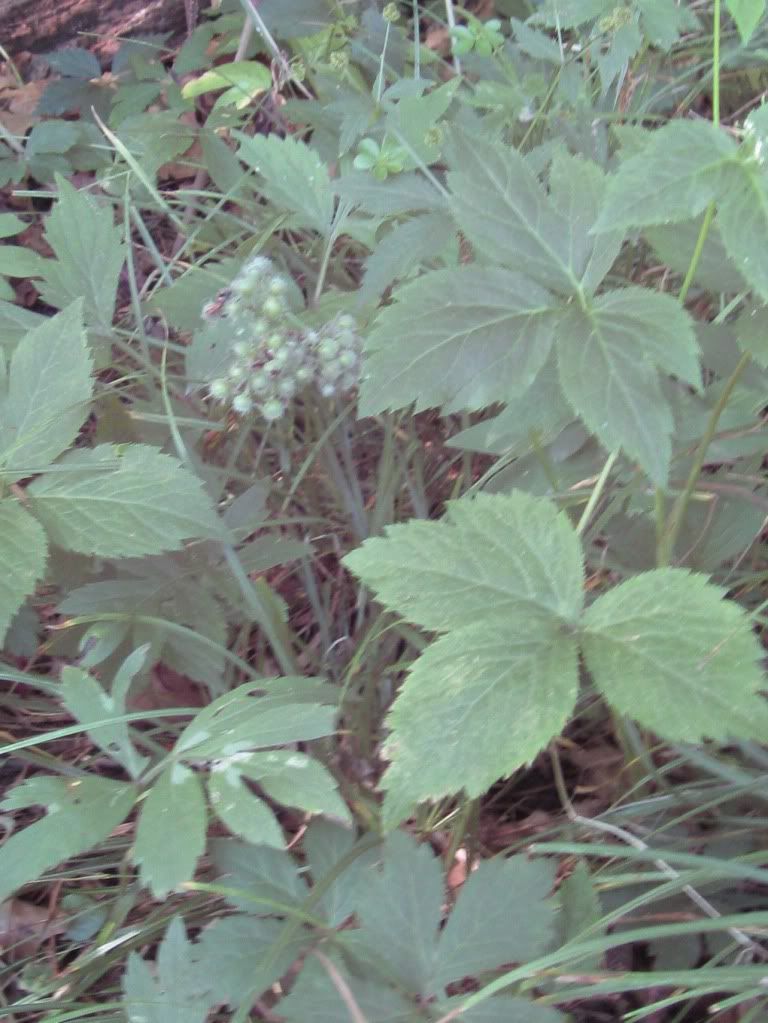 Virginia waterleaf fruit, The fruit of the Virginia waterleaf plant, central Iowa June 2012