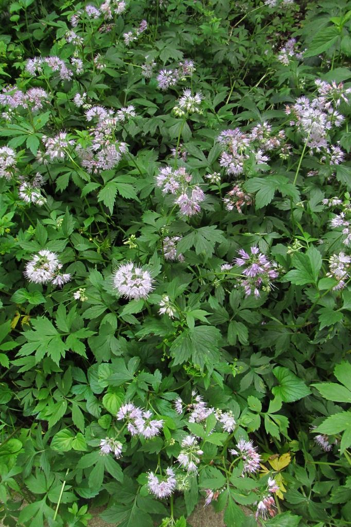 large patch of Virginia waterleaf photo Virginiawaterleaflargepatch_zpsebiqnfl8.jpg