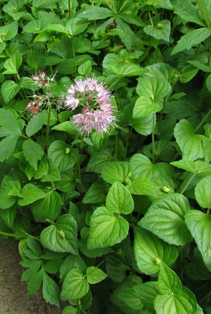 Virginia waterleaf with violet seed pods photo Virginiawaterleafvioletswithseedpod2_zpsr3ryz4my.jpg