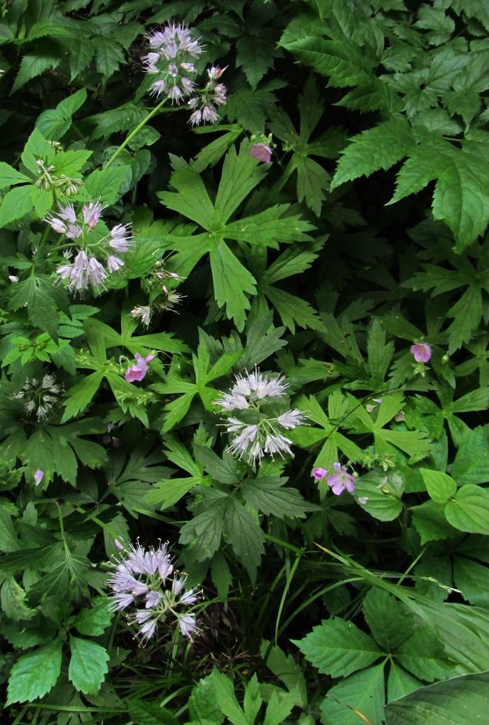 Virginia waterleaf with wild geranium photo Virginiawaterleafwildgeranium_zpsdlb4uljg.jpg