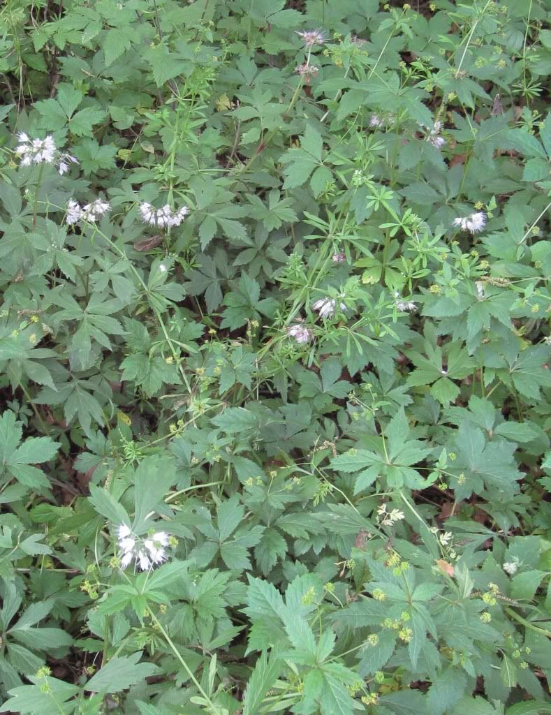 Virginia waterleaf, Virginia waterleaf blooming in central Iowa, May 2012. I cannot identify the yellow flower interspersed with the Virginia waterleaf.