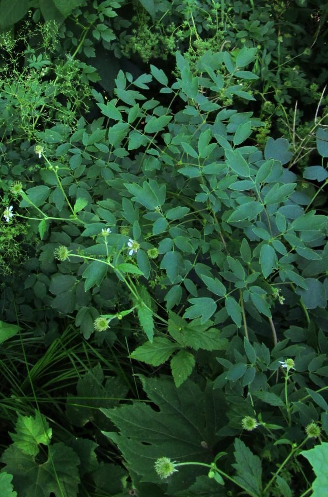 White avens with meadow rue photo WhiteAvensMeadowRue_zps9a5948d4.jpg