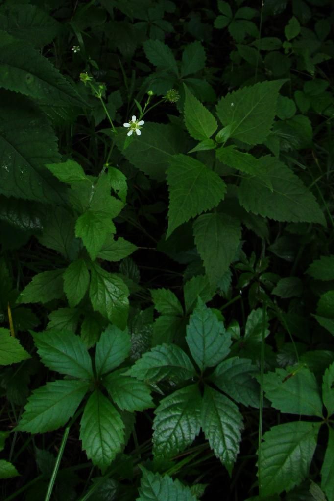 White avens, white snakeroot, Virginia creeper photo WhiteAvensSnakerootCreeper_zpsbe41af8b.jpg