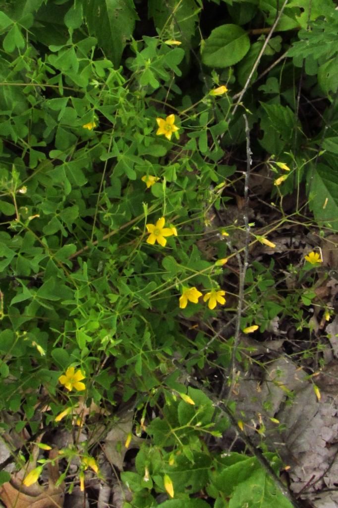 Yellow wood sorrel 2 photo YellowWoodSorrelclose2_zps8a190ff3.jpg